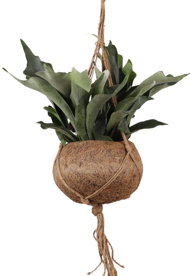 Platycerium (Geweihfarn) Kokodama (S)