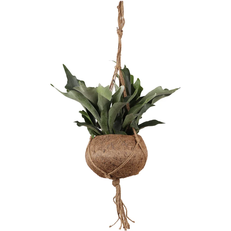 Platycerium (Geweihfarn) Kokodama (S)