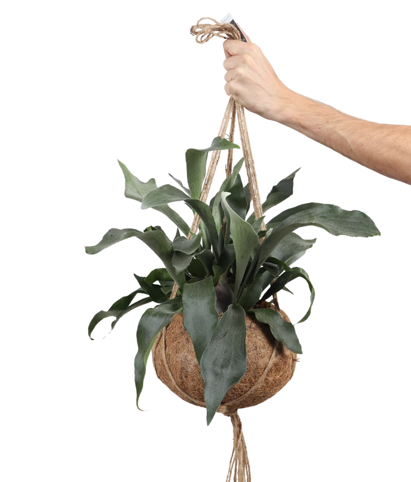 Platycerium (Geweihfarn) Kokodama (S)