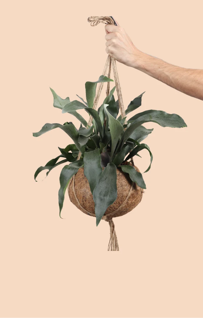 Platycerium (Geweihfarn) Kokodama (S)