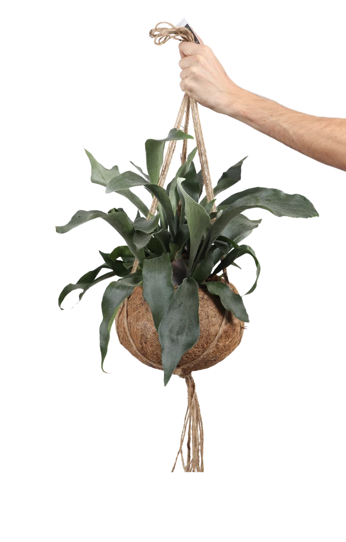 Platycerium (Geweihfarn) Kokodama (S)