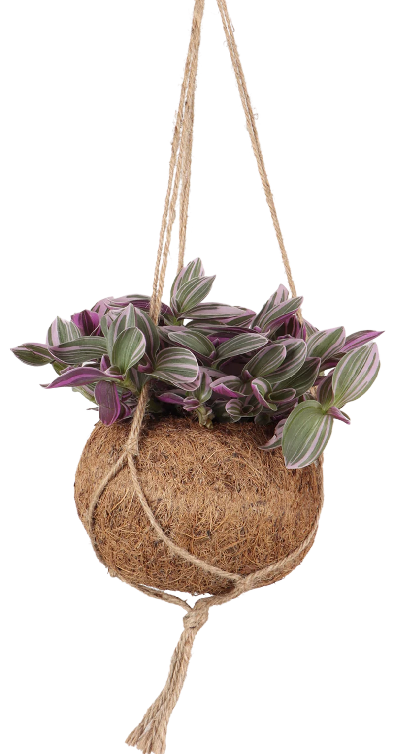 Tradescantia zebrina (Zebra-Ampelkraut) Kokodama (S)
