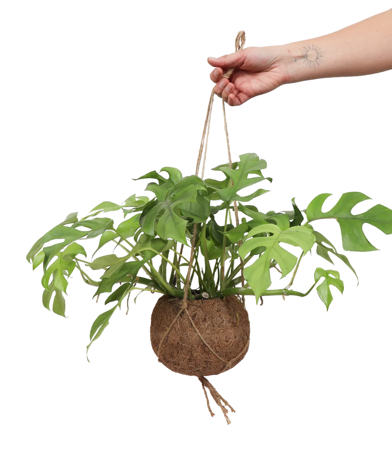 Monstera Minima Kokodama (S)
