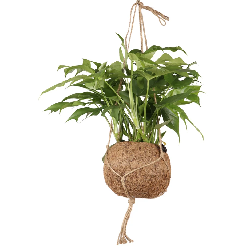 Monstera Minima Kokodama (S)