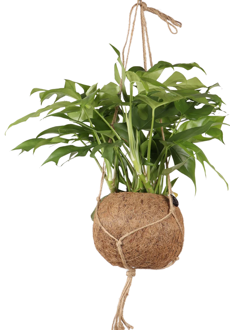 Monstera Minima Kokodama (S)