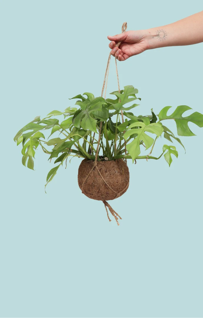 Monstera Minima Kokodama (S)