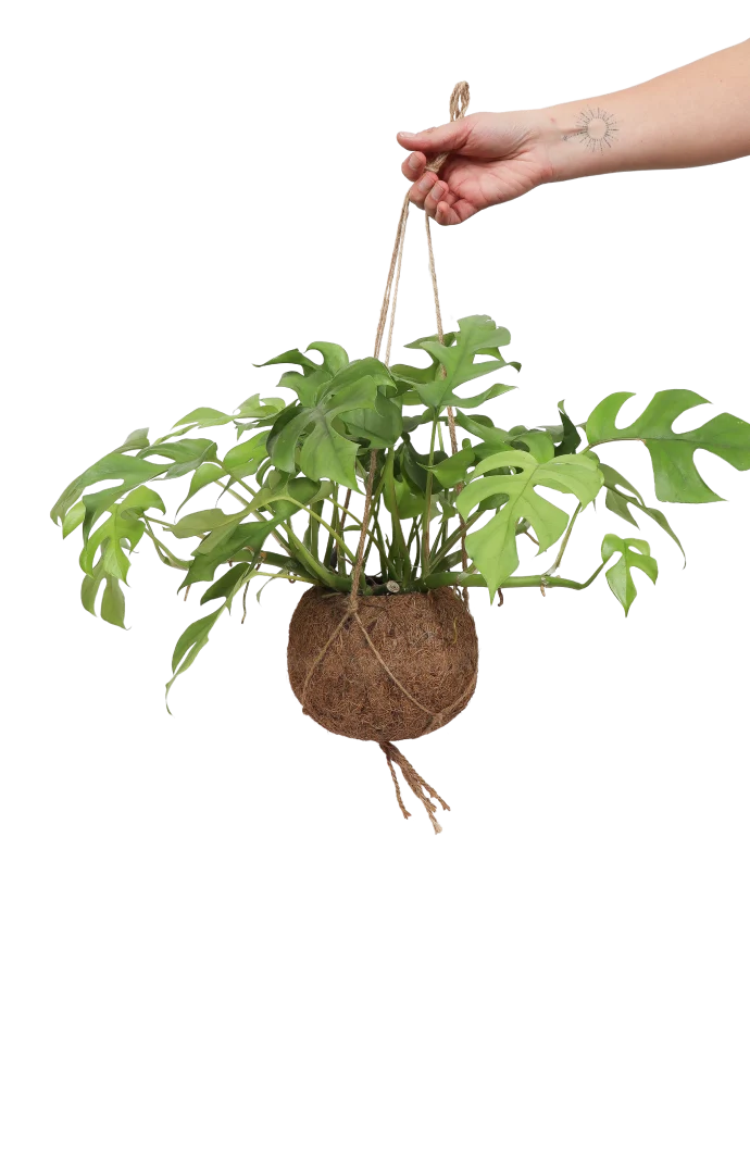 Monstera Minima Kokodama (S)
