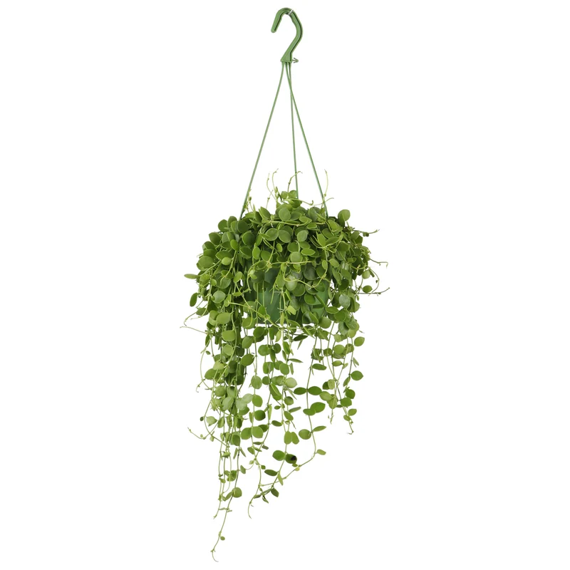 Dischidia Nummularia (Urnenpflanze) (S)