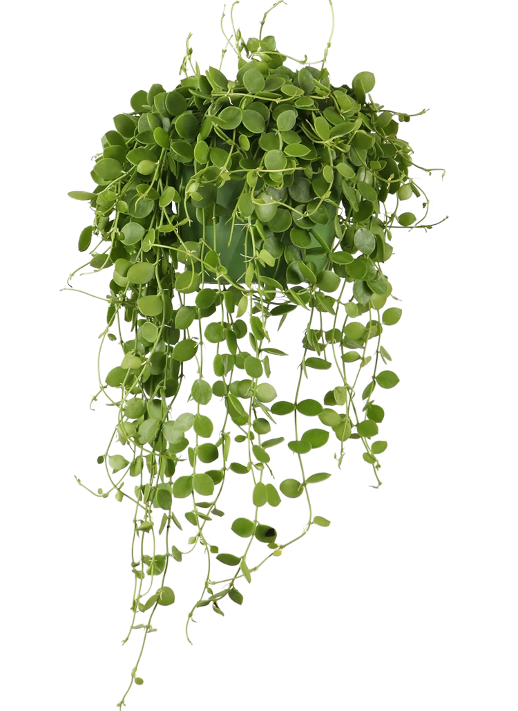 Dischidia Nummularia (Urnenpflanze) (S)