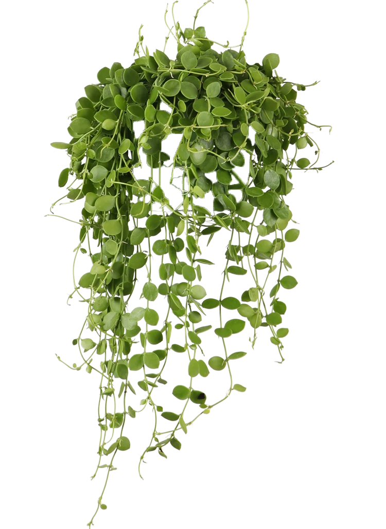 Dischidia Nummularia (Urnenpflanze) (S)