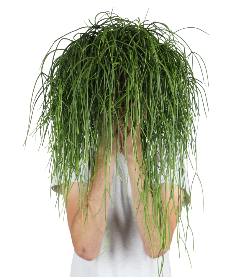 Rhipsalis baccifera (Korallenkaktus) (M)