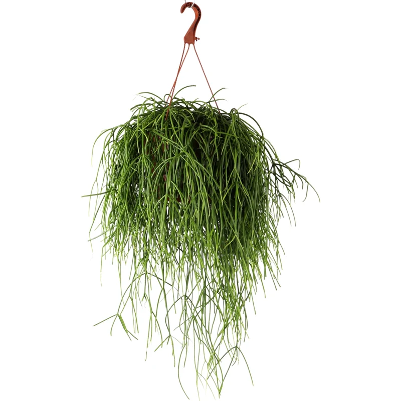 Rhipsalis baccifera (Korallenkaktus) (M)