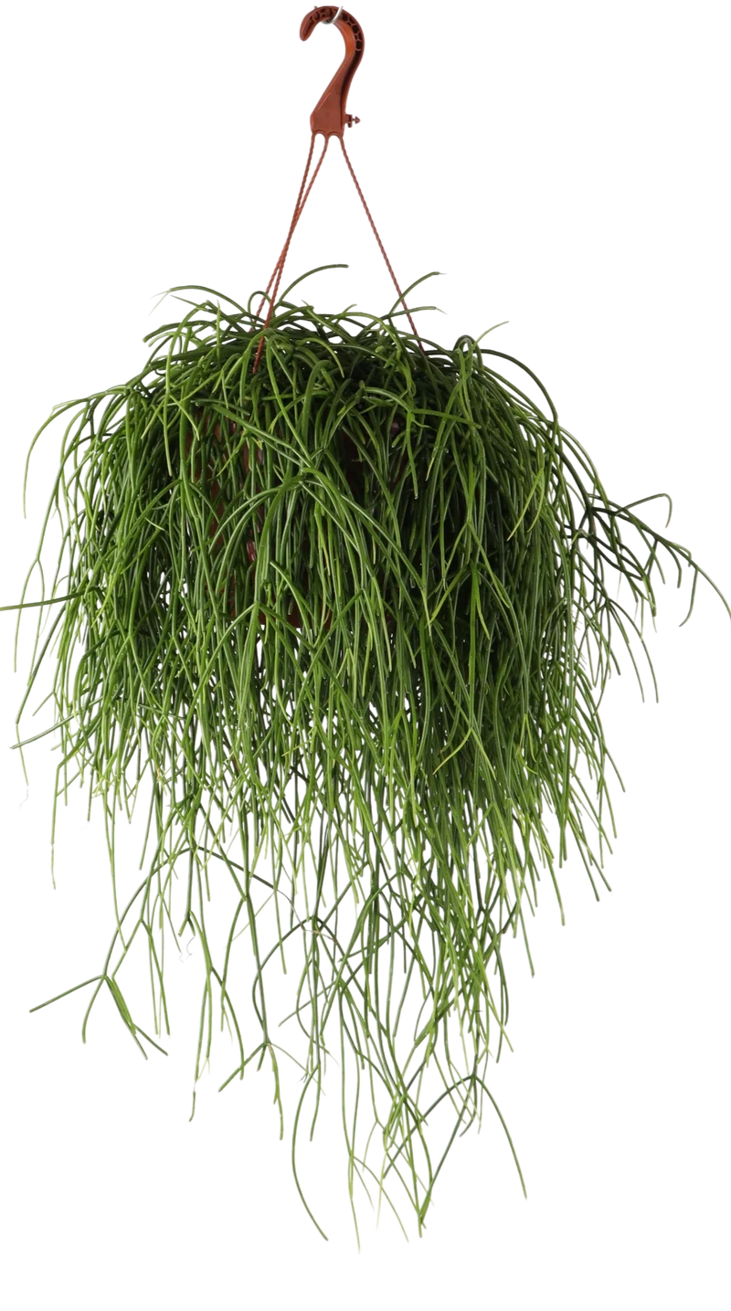Rhipsalis baccifera (Korallenkaktus) (M)