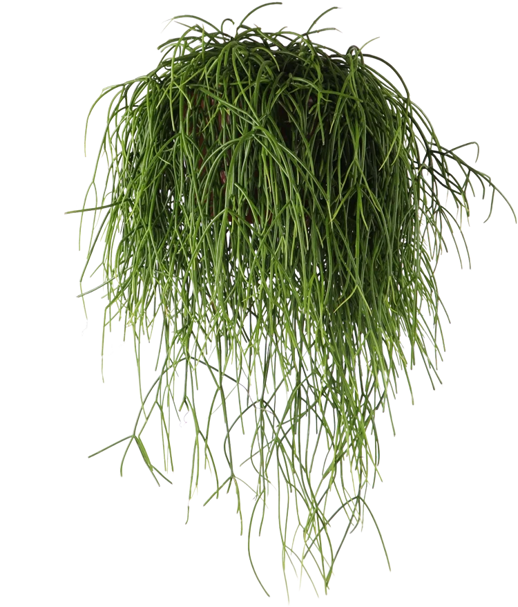 Rhipsalis baccifera (Korallenkaktus) (M)
