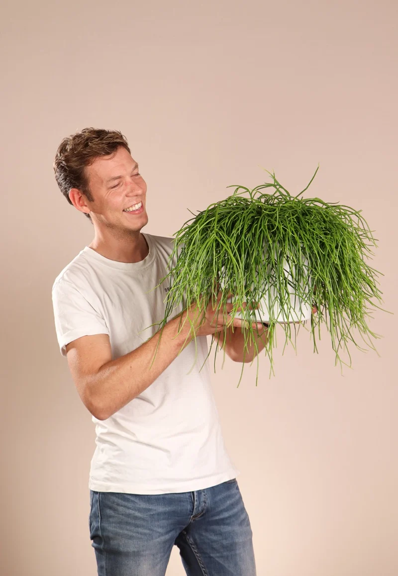 Rhipsalis baccifera (Korallenkaktus) (M)