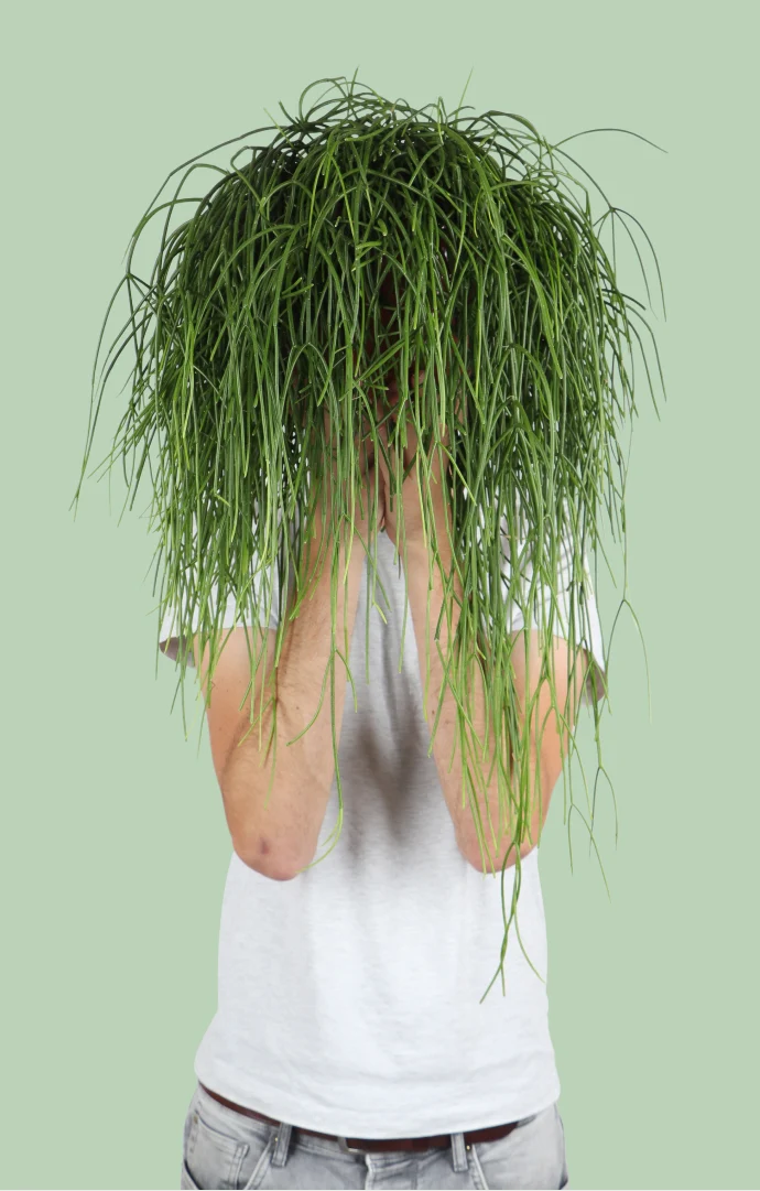 Rhipsalis baccifera (Korallenkaktus) (M)