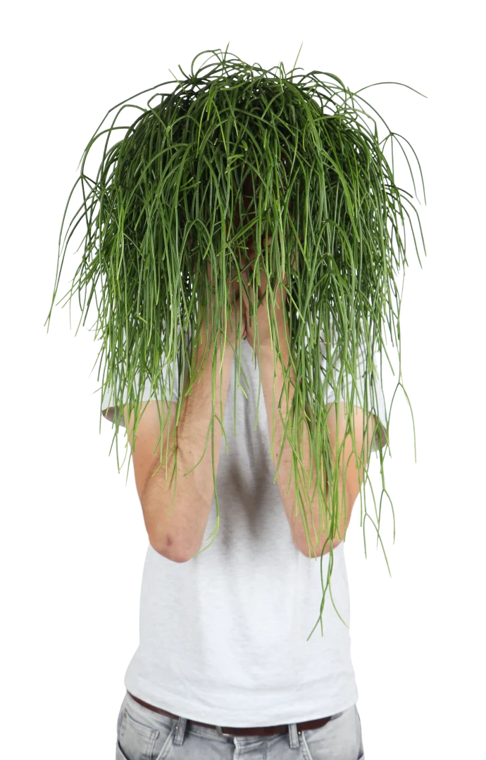 Rhipsalis baccifera (Korallenkaktus) (M)