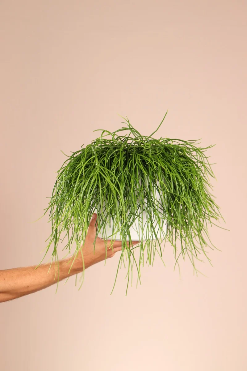 Rhipsalis baccifera (Korallenkaktus) (M)