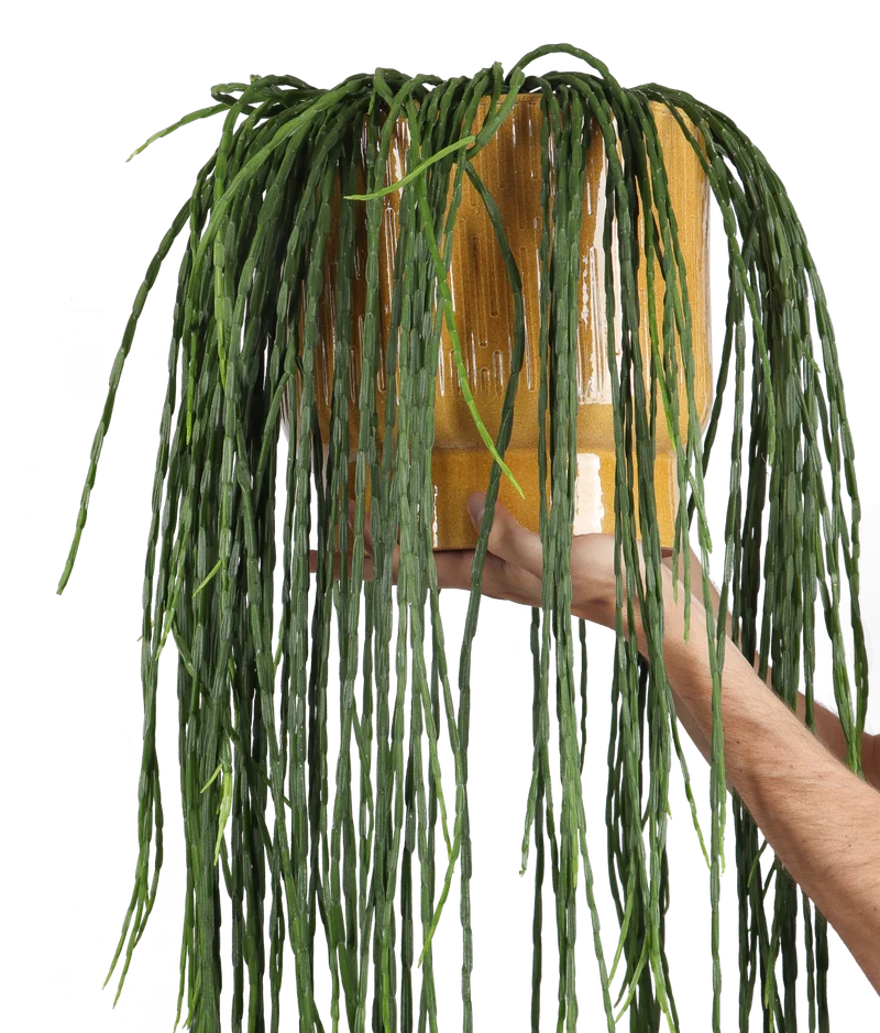 Rhipsalis paradoxa (Korallenkaktus) (M)