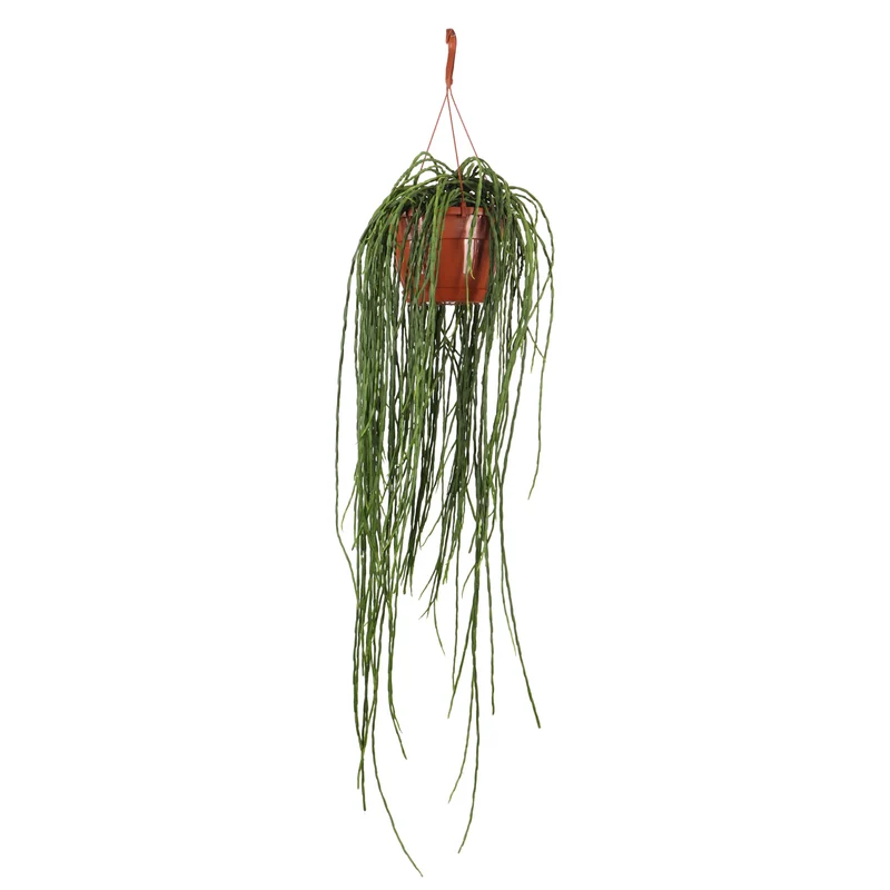 Rhipsalis paradoxa (Korallenkaktus) (M)
