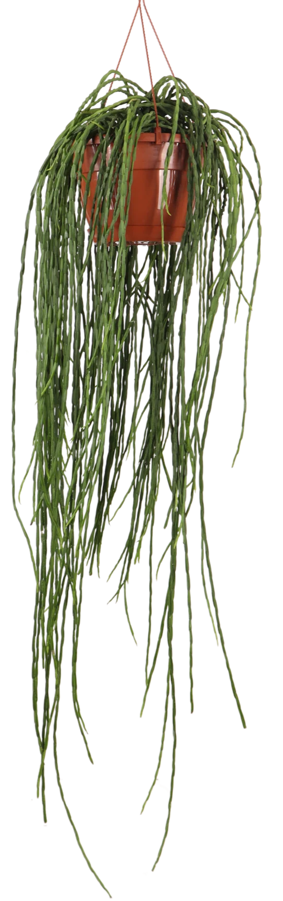 Rhipsalis paradoxa (Korallenkaktus) (M)