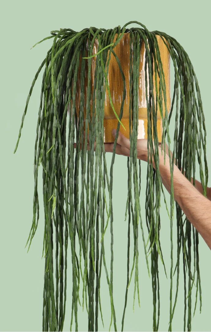 Rhipsalis paradoxa (Korallenkaktus) (M)