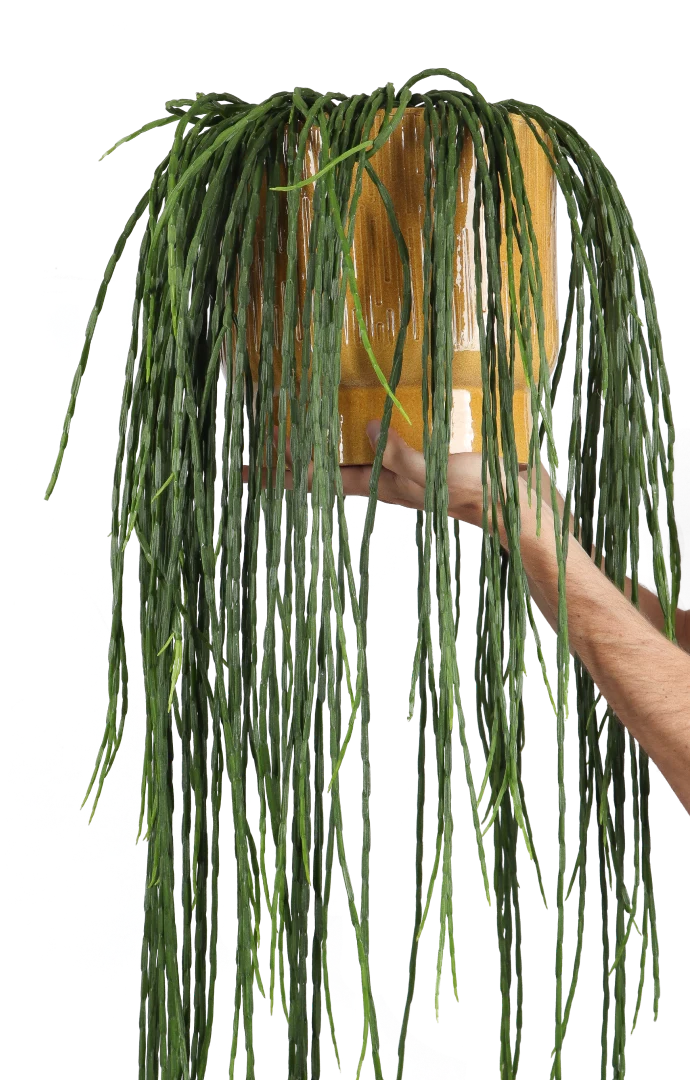 Rhipsalis paradoxa (Korallenkaktus) (M)