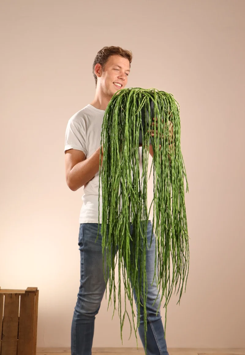 Rhipsalis paradoxa (Korallenkaktus) (M)