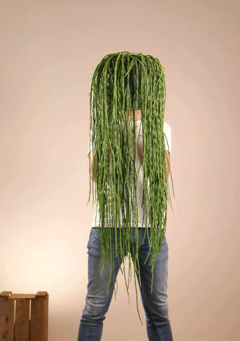 Rhipsalis paradoxa (Korallenkaktus) (M)