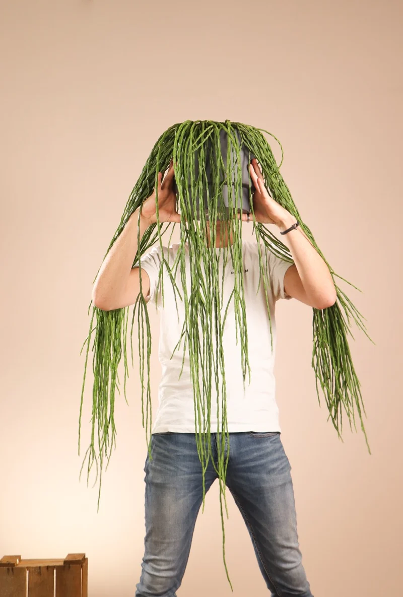 Rhipsalis paradoxa (Korallenkaktus) (M)