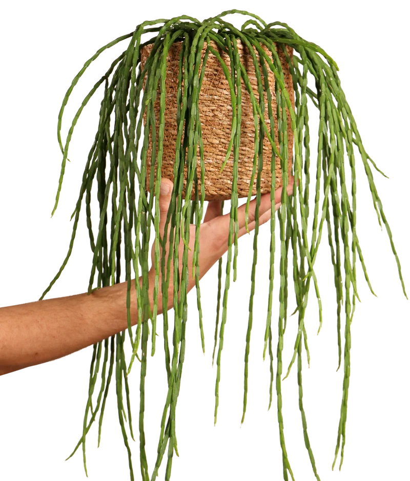 Rhipsalis paradoxa (Korallenkaktus) (s)