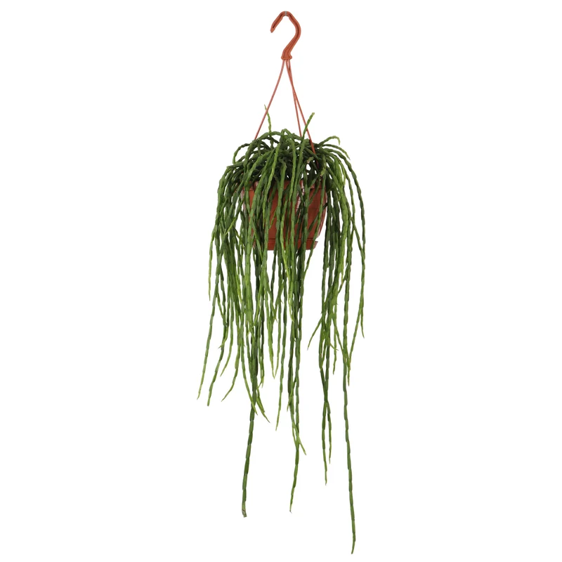 Rhipsalis paradoxa (Korallenkaktus) (s)