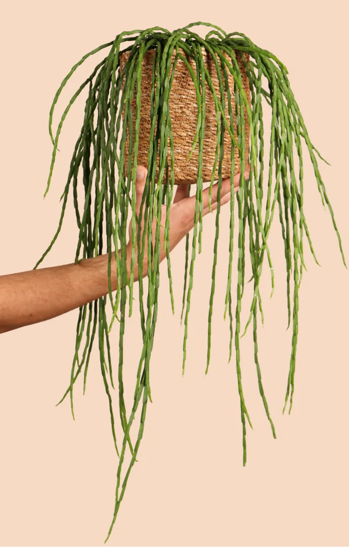Rhipsalis paradoxa (Korallenkaktus) (s)