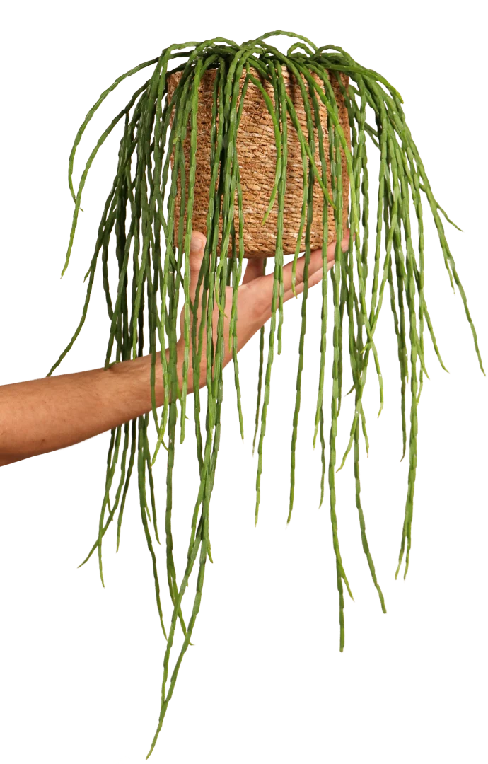 Rhipsalis paradoxa (Korallenkaktus) (s)