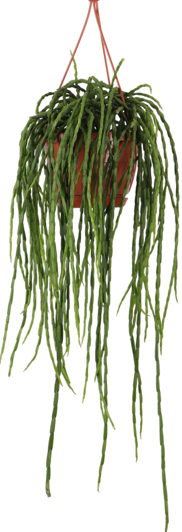 Rhipsalis paradoxa (Korallenkaktus) (s)