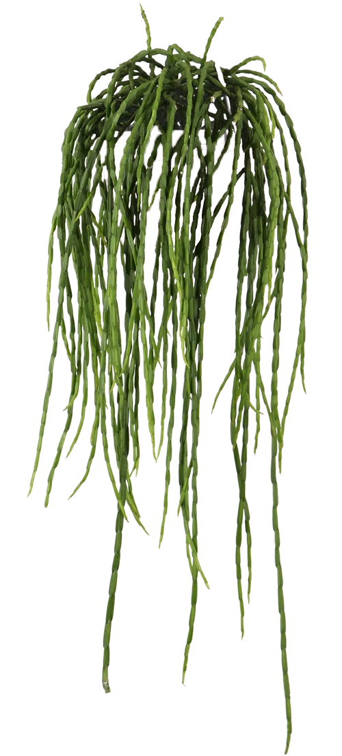 Rhipsalis paradoxa (Korallenkaktus) (s)