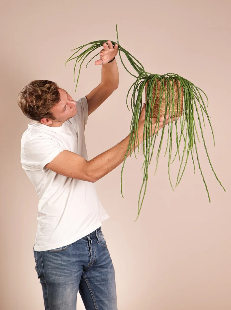 Rhipsalis paradoxa (Korallenkaktus) (s)