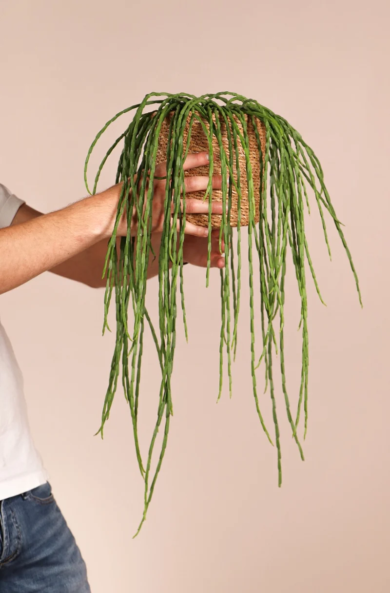 Rhipsalis paradoxa (Korallenkaktus) (s)