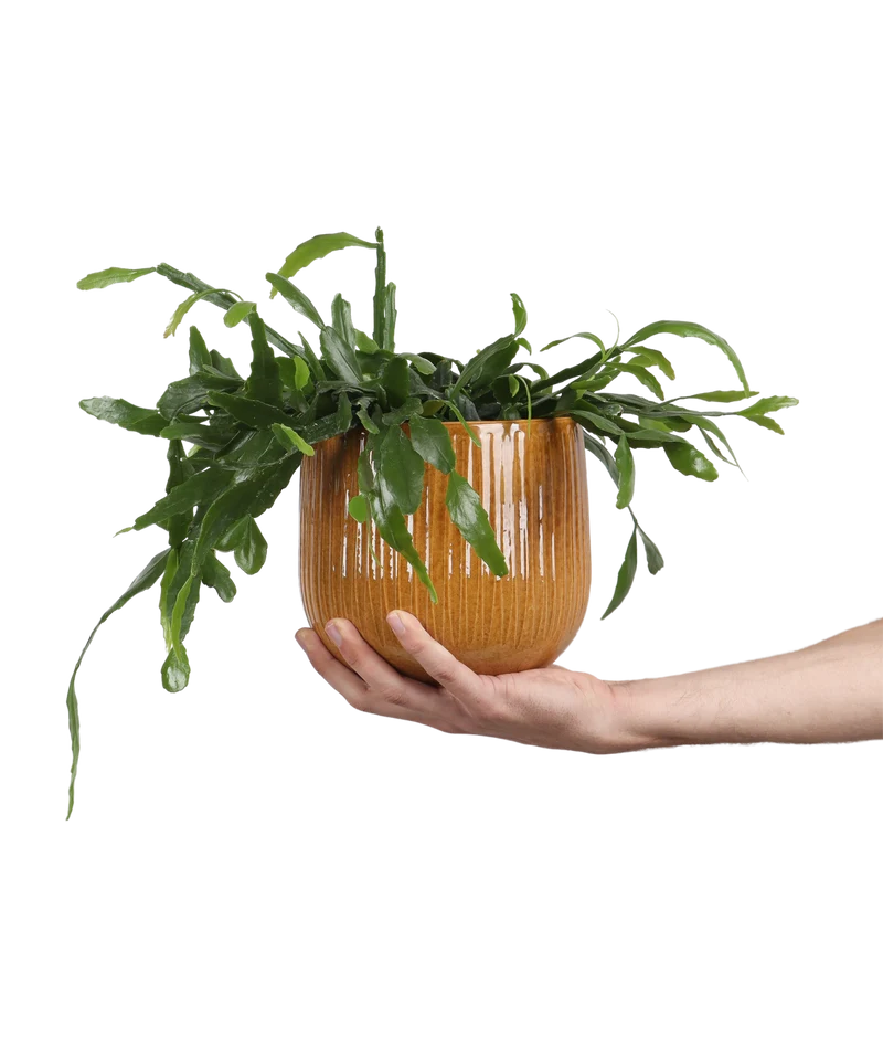 Rhipsalis crispata (Rutenkaktus) (S)