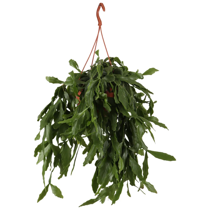 Rhipsalis crispata (Rutenkaktus) (S)