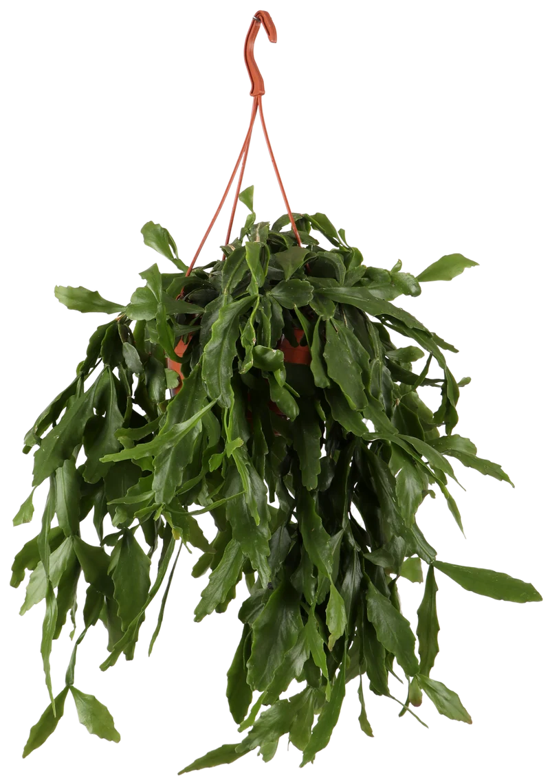 Rhipsalis crispata (Rutenkaktus) (S)