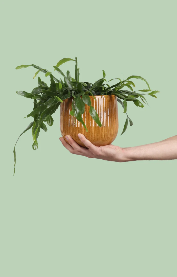 Rhipsalis crispata (Rutenkaktus) (S)