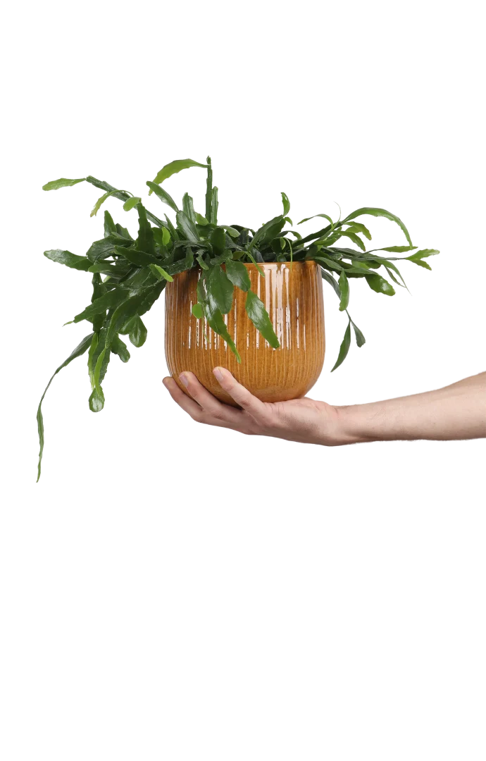 Rhipsalis crispata (Rutenkaktus) (S)