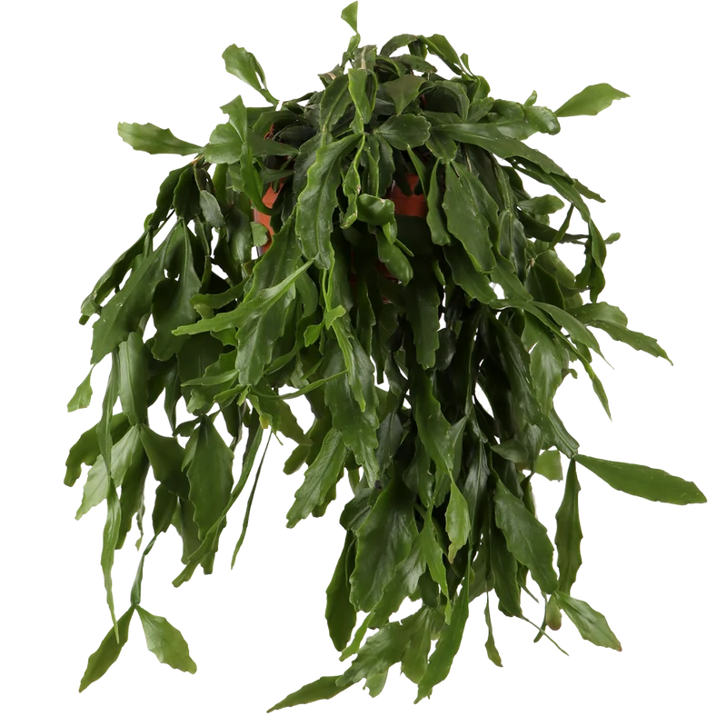 Rhipsalis crispata (Rutenkaktus) (S)