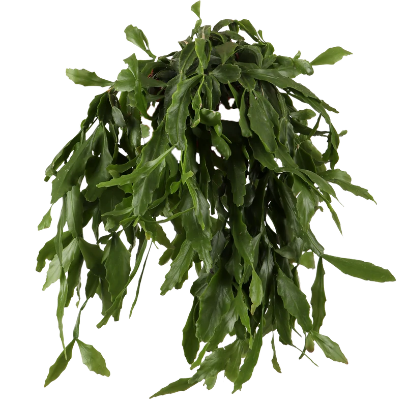 Rhipsalis crispata (Rutenkaktus) (S)