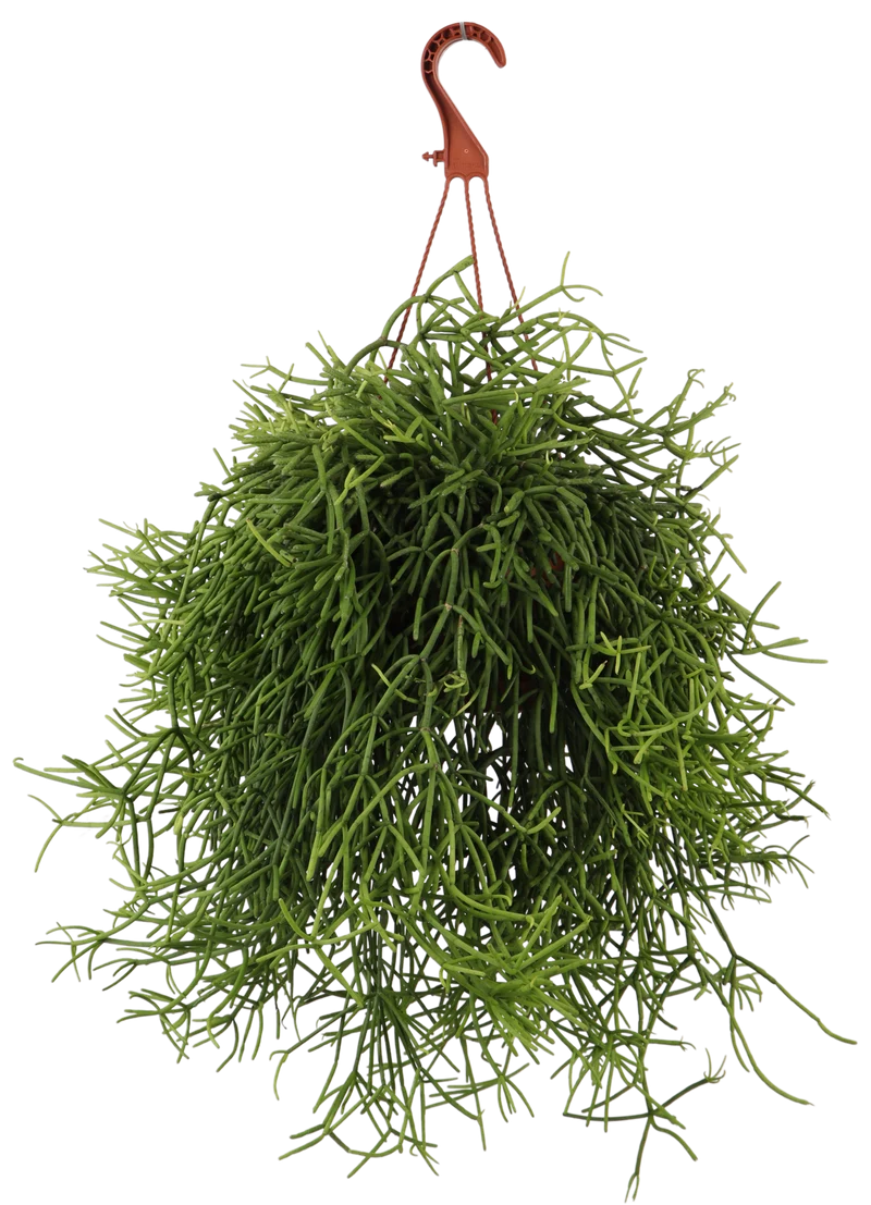 Rhipsalis heteroclada (Peitschenkaktus) (S)