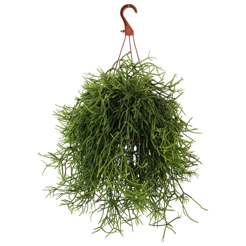 Rhipsalis heteroclada (Peitschenkaktus) (S)