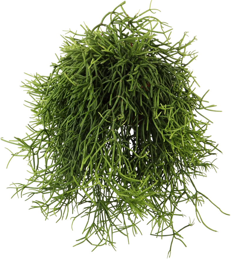 Rhipsalis heteroclada (Peitschenkaktus) (S)