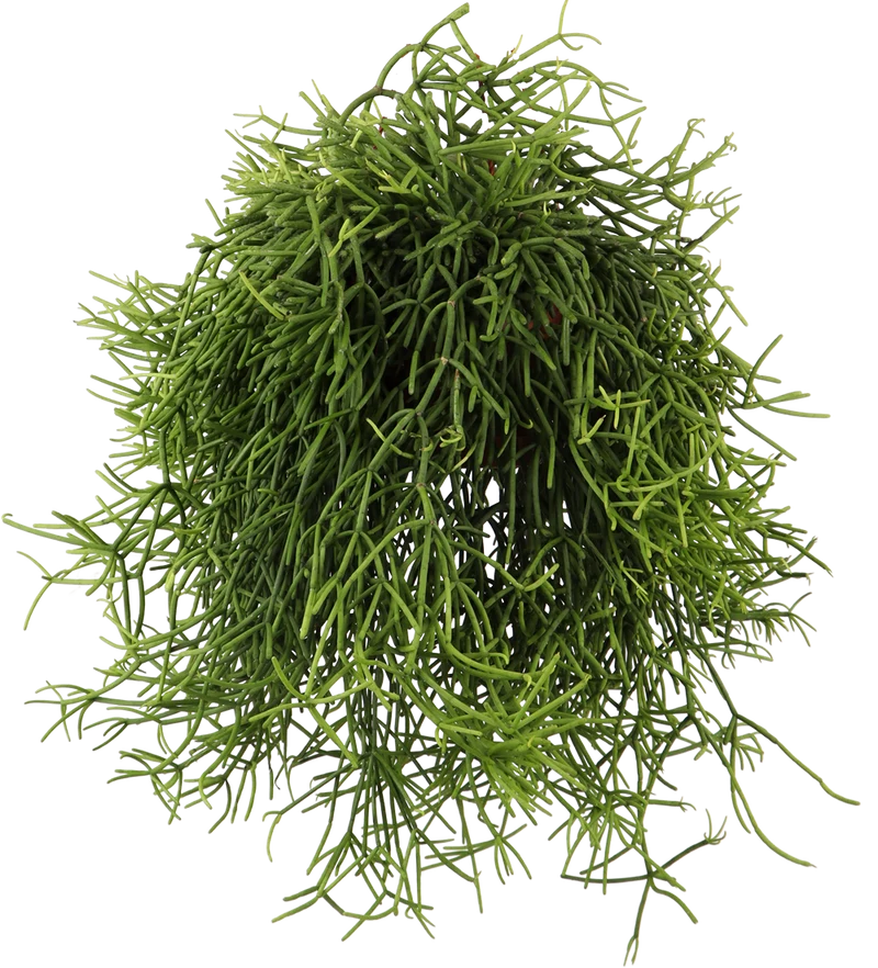 Rhipsalis heteroclada (Peitschenkaktus) (S)