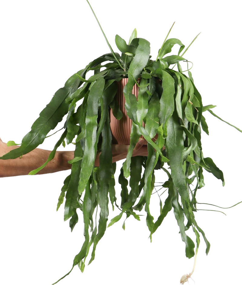 Epiphyllum pumilum (Zwergiger Blattkaktus) (M)